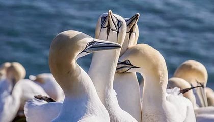 76人交易哈登，引援补强实力，哈登加盟76人联手大帝