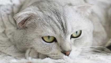 _爱游戏官方_ 中国足球文化的形成与演变_，中国足球文化发展