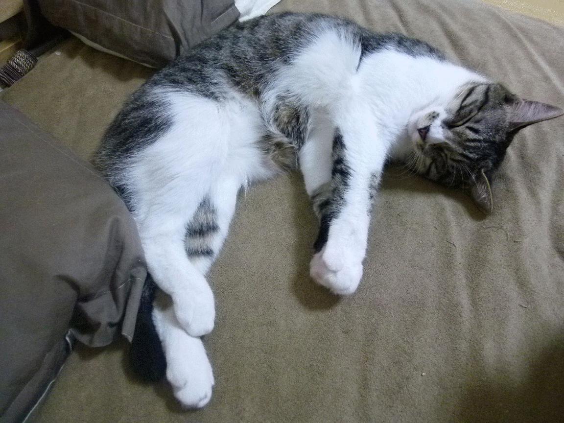 埃文·富尼耶在NBA常规赛中表现出色，埃文富尼耶什么水平