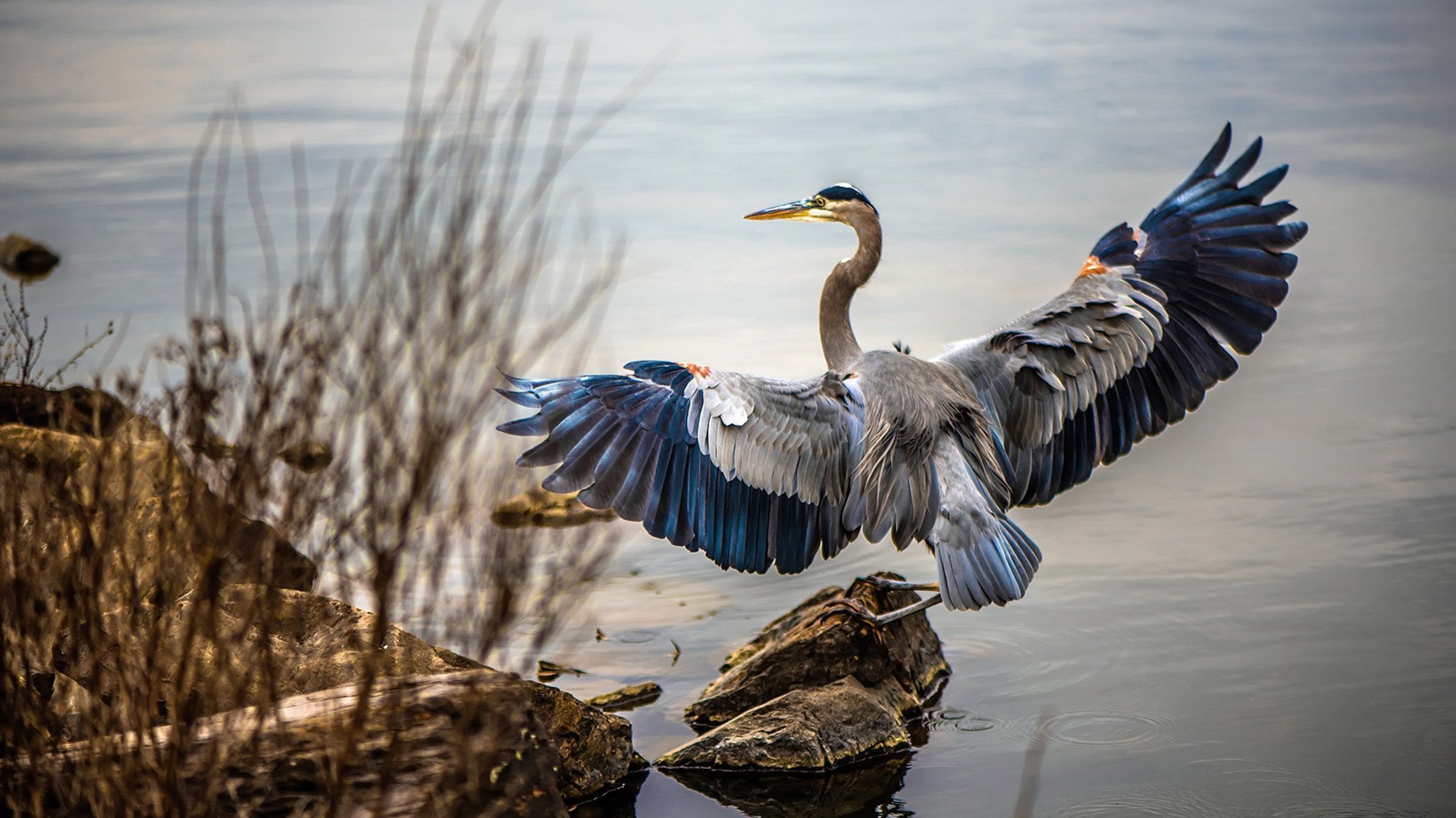 广州队引进外援,锋线实力大增,广州队的外援
