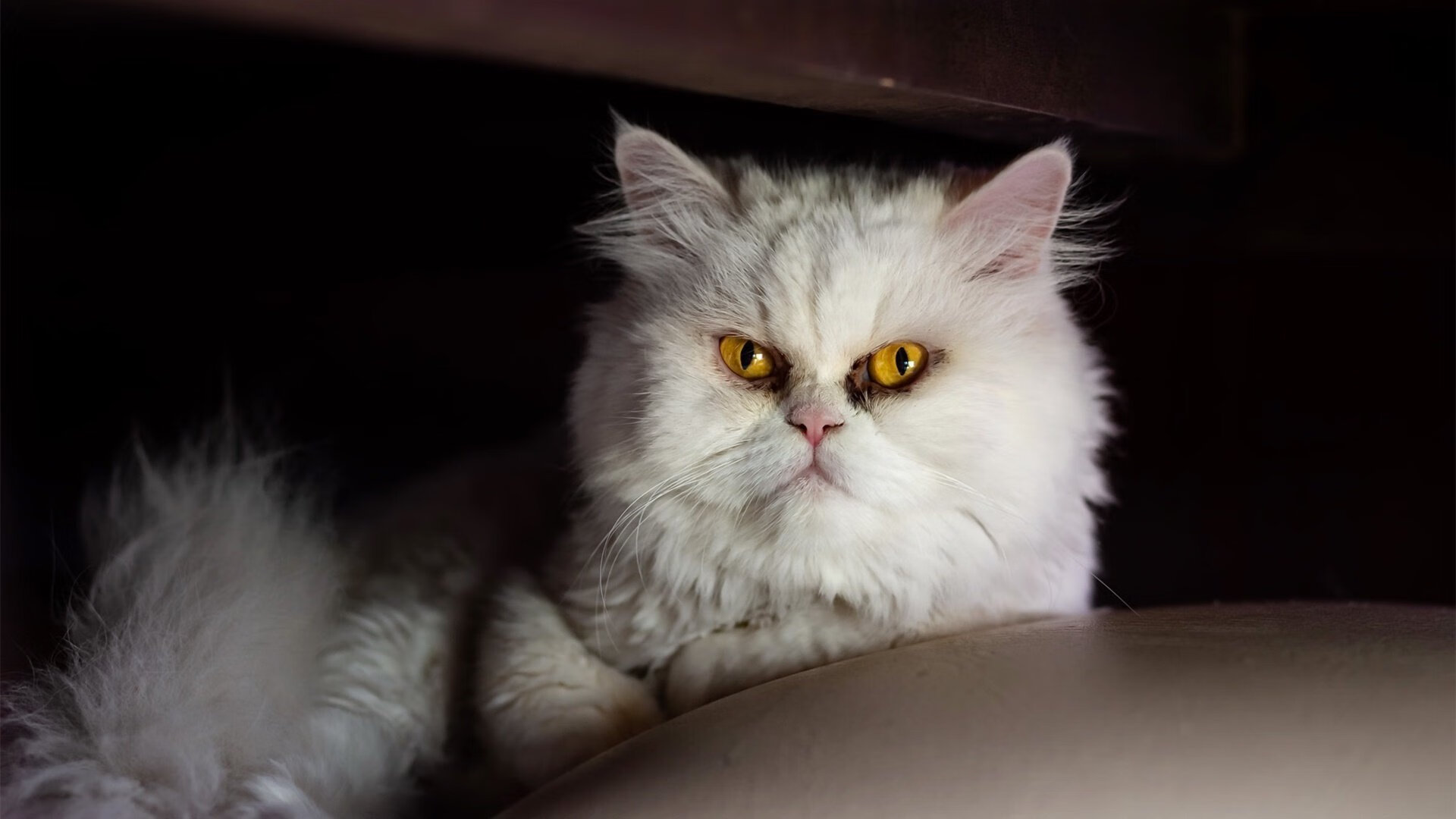 拉齐奥在意甲联赛中排名第六，获得欧协联资格。，拉齐奥 意甲