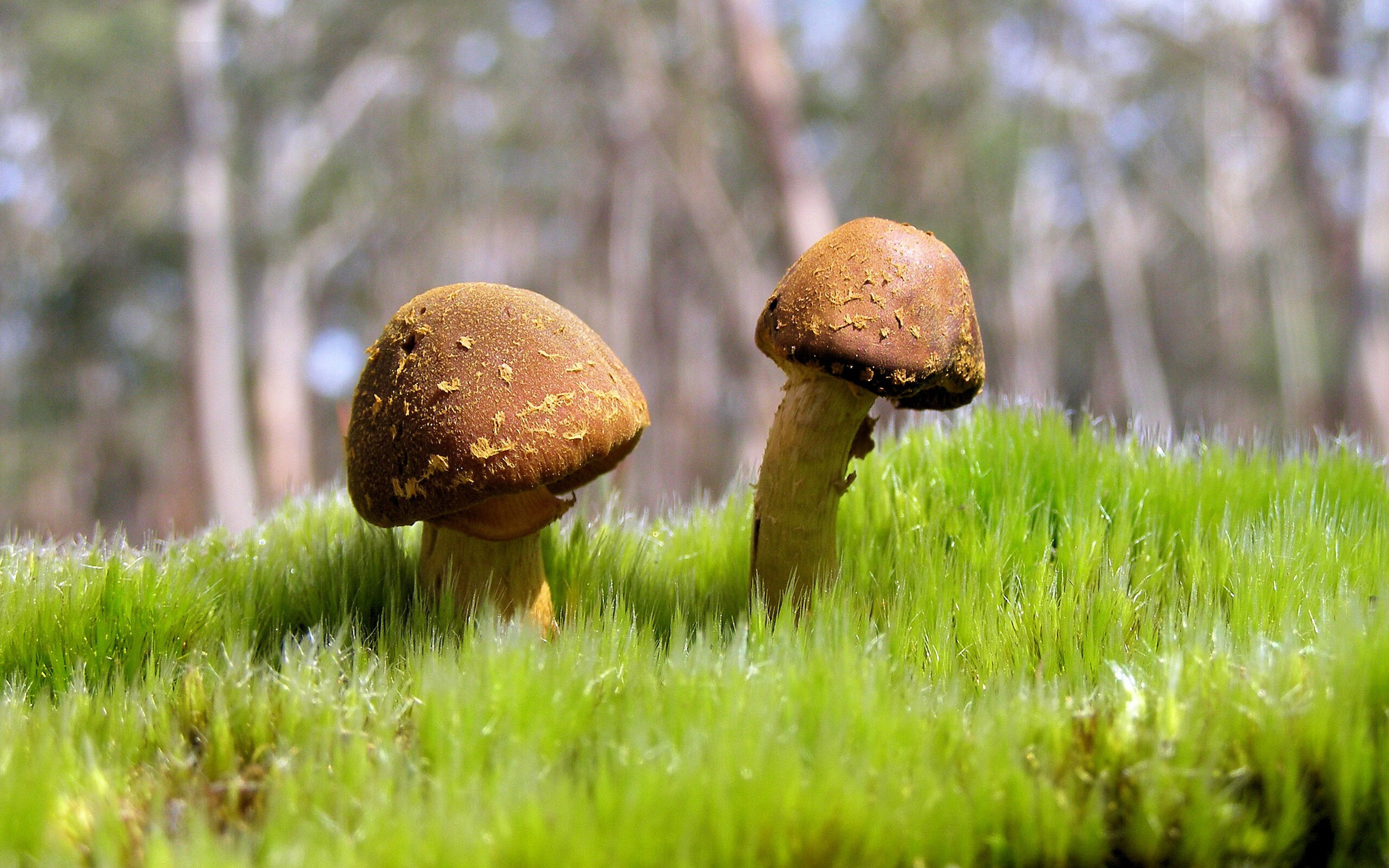 拔河比赛：团队合作展现无尽力量，拔河比赛阵容