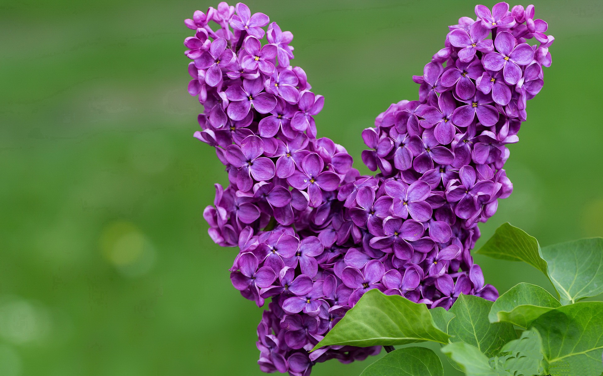 瑞士男足在巴黎奥运会比赛中获得银牌,创历史,瑞士男足世界排名