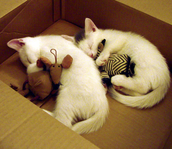 篮球青少年运动员比赛经验积累计划，青少年篮球培训年度总结