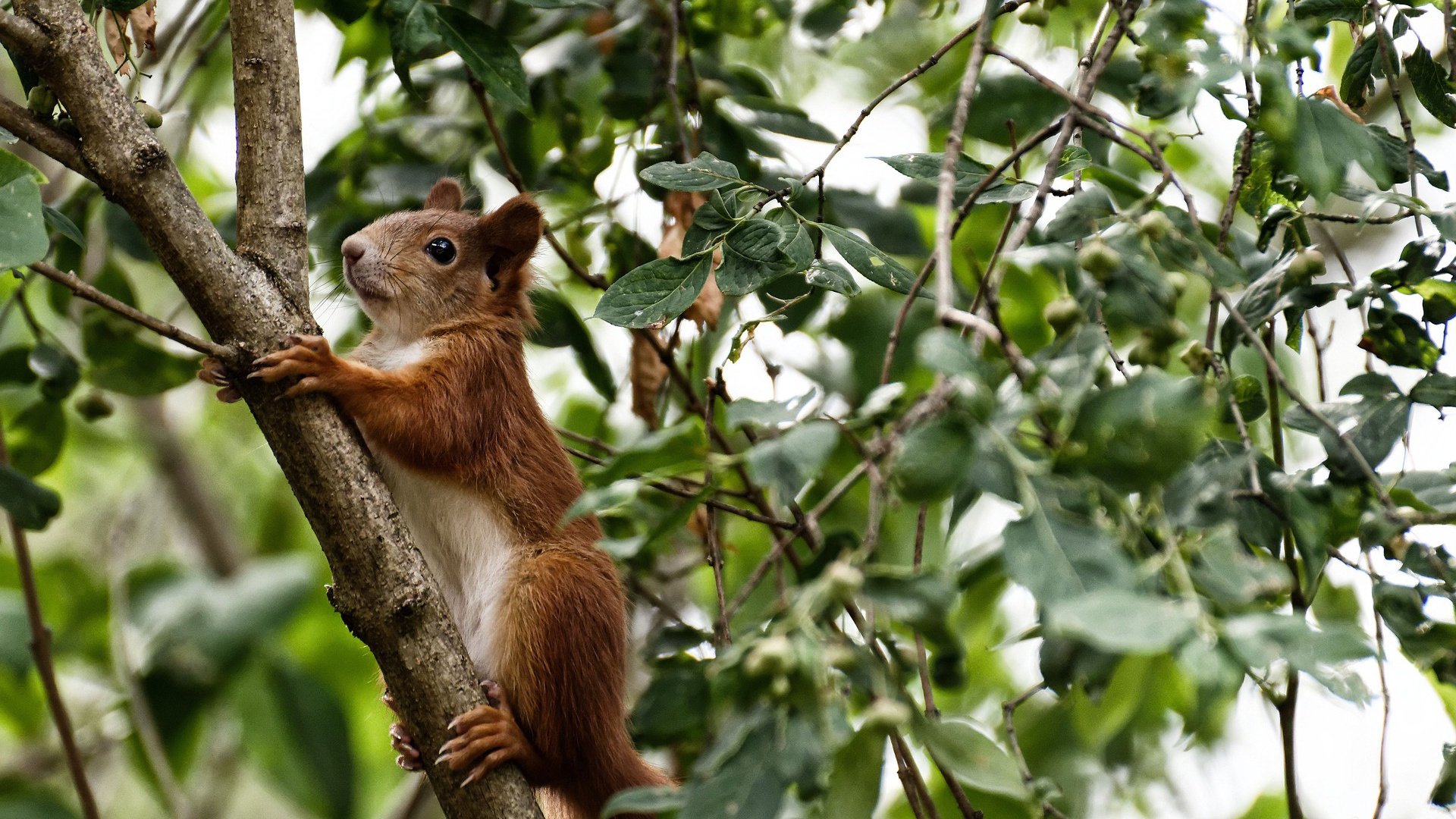 爱尔兰国家队备战列支敦士登,冲刺胜利,爱尔兰国家队足球