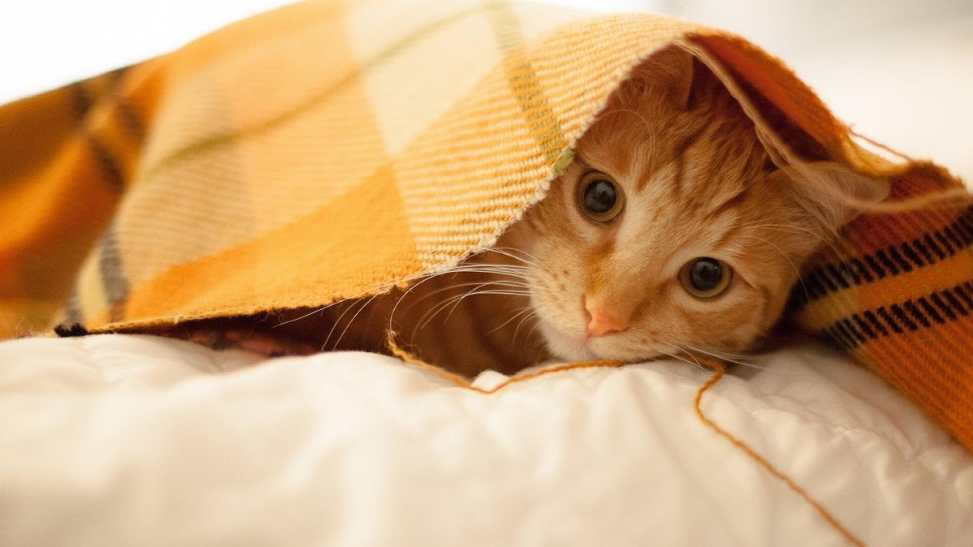 NBA联盟赛事数据分析及智能辅助决策系统,nba联盟官网