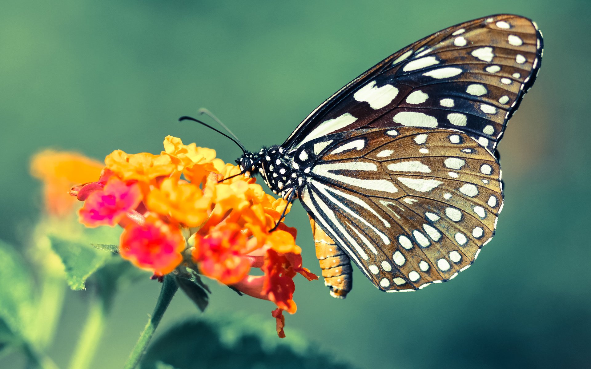 CBA球队多方合作 推动篮球文化发展,cba球队分析