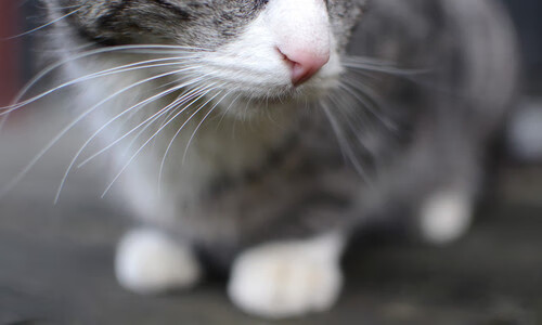 足球人才分布呈现地域极端差异，足球人员分布