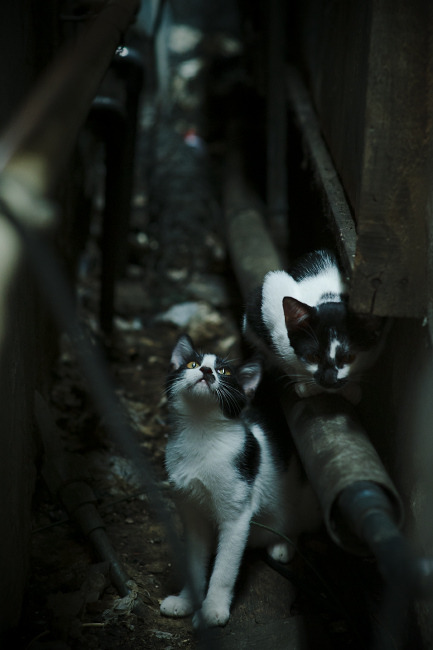 未来智能足球场馆将实现全场物联网连接,提升管理智能化水平,智能球场管理系统