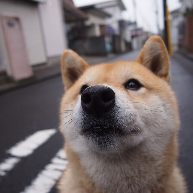瑞安：从新西兰本土新星到国际舞台的全黑队代表，2018年瑞安打黑案件